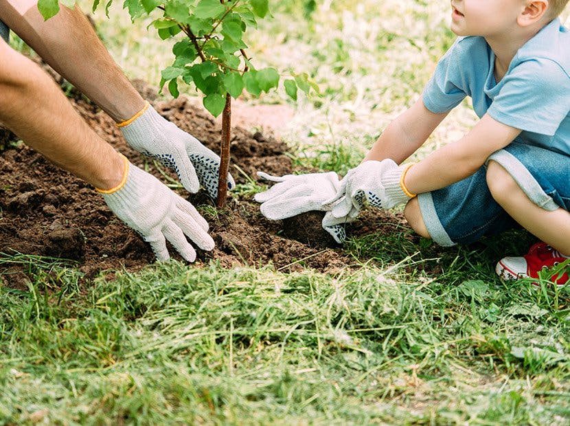 Adult and child planting a tree