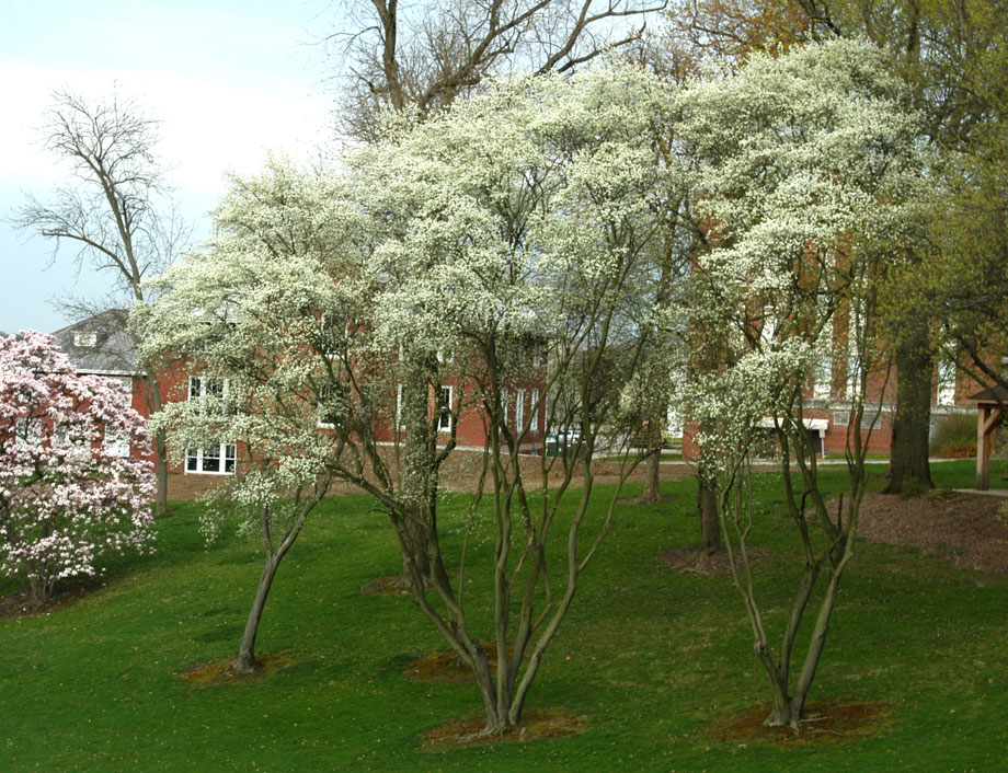 Allegheny-Serviceberry-4x3.jpg