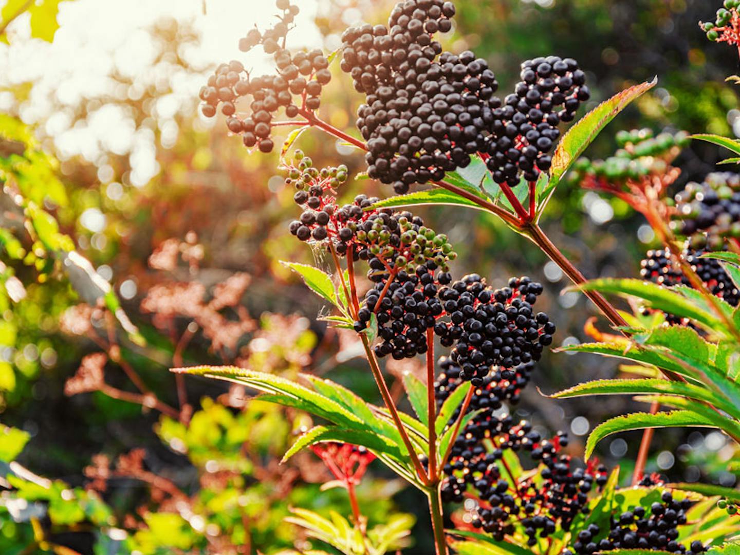 Black-Elderberry-EPB-Free-Tree-Releaf.jpg