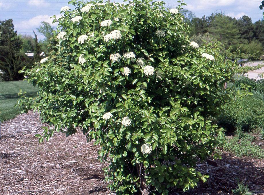 Blackhaw-Viburnum-3x4.jpg
