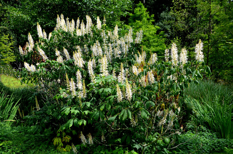 Bottlebrush-Buckeye-EPB-Free-Tree-Releaf.jpg