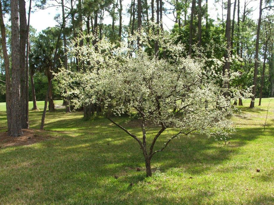 Chickasaw-Plum-3x4.jpg