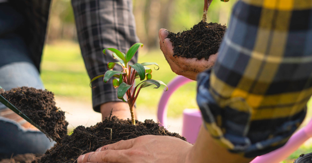 Planting a tree