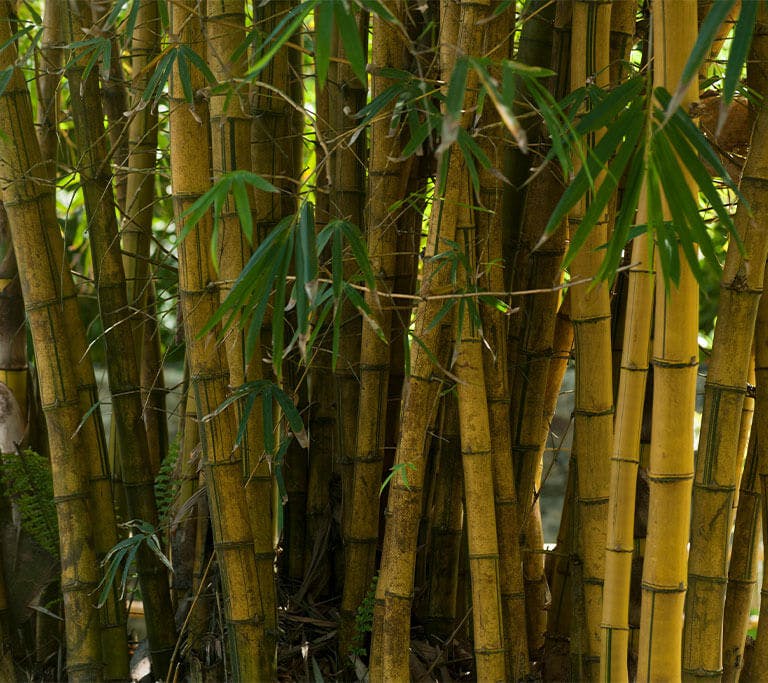 A close-up of several yellow bamboo plants with green leaves against a sunny backdrop.