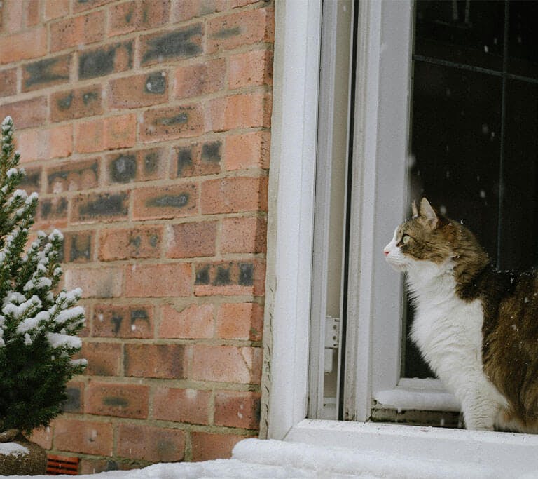 A brown-and-white long-haired cat stands in an open exterior doorway of a brick house watching snow fall outside.