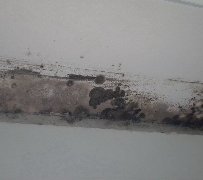 Mold spores grow on white interior walls.