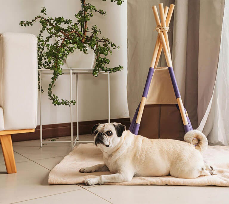 A pug sits on a cream blanket on an insulated tile floor in a beige room by a window with cream curtains in front of a plant.