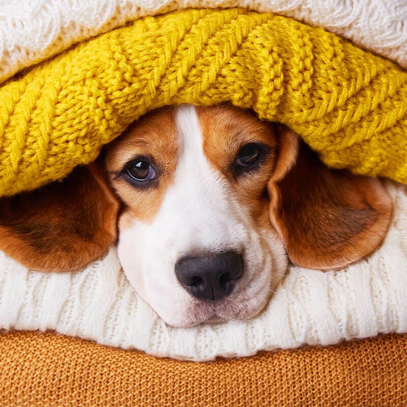Cozy dog covered in yellow blanket