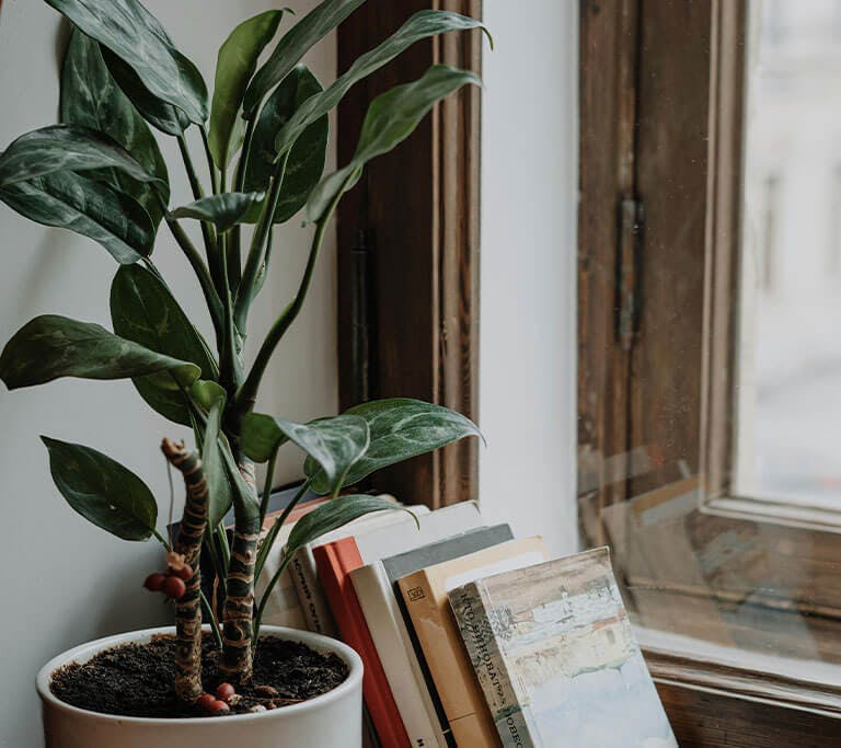 A plant sitting on a windowsill in front of an open window, with natural light streaming in.