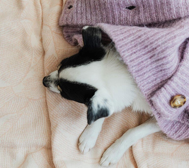A black-and-white border collie sleeps on a bed, covered up with a lilac sweater.