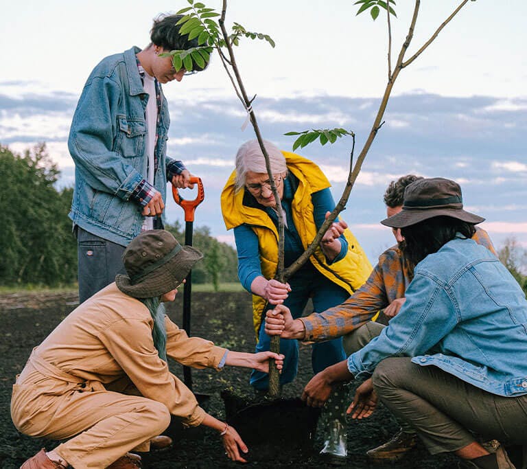 A group of five people work together to plant a large sapling.