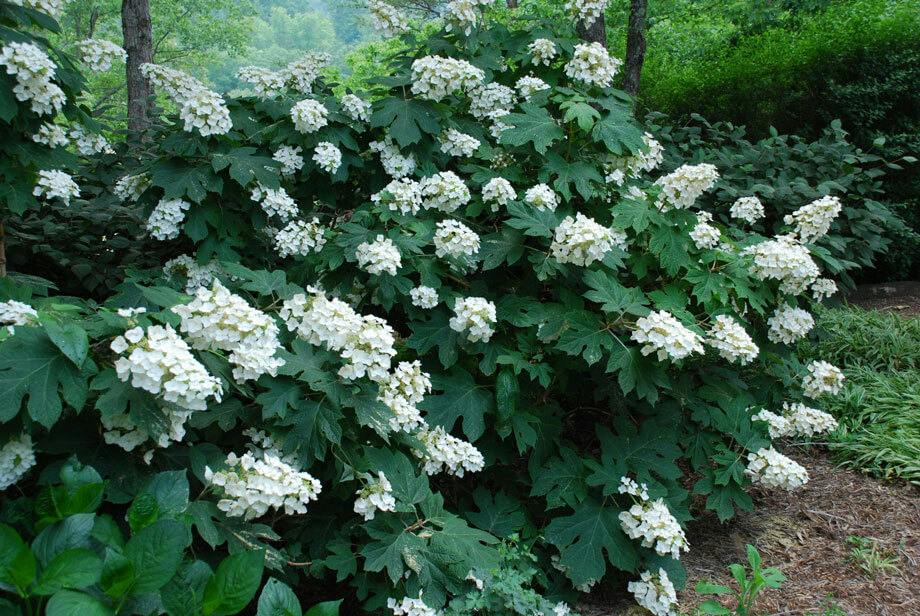 Oakleaf-Hydrangea-3x4.jpg