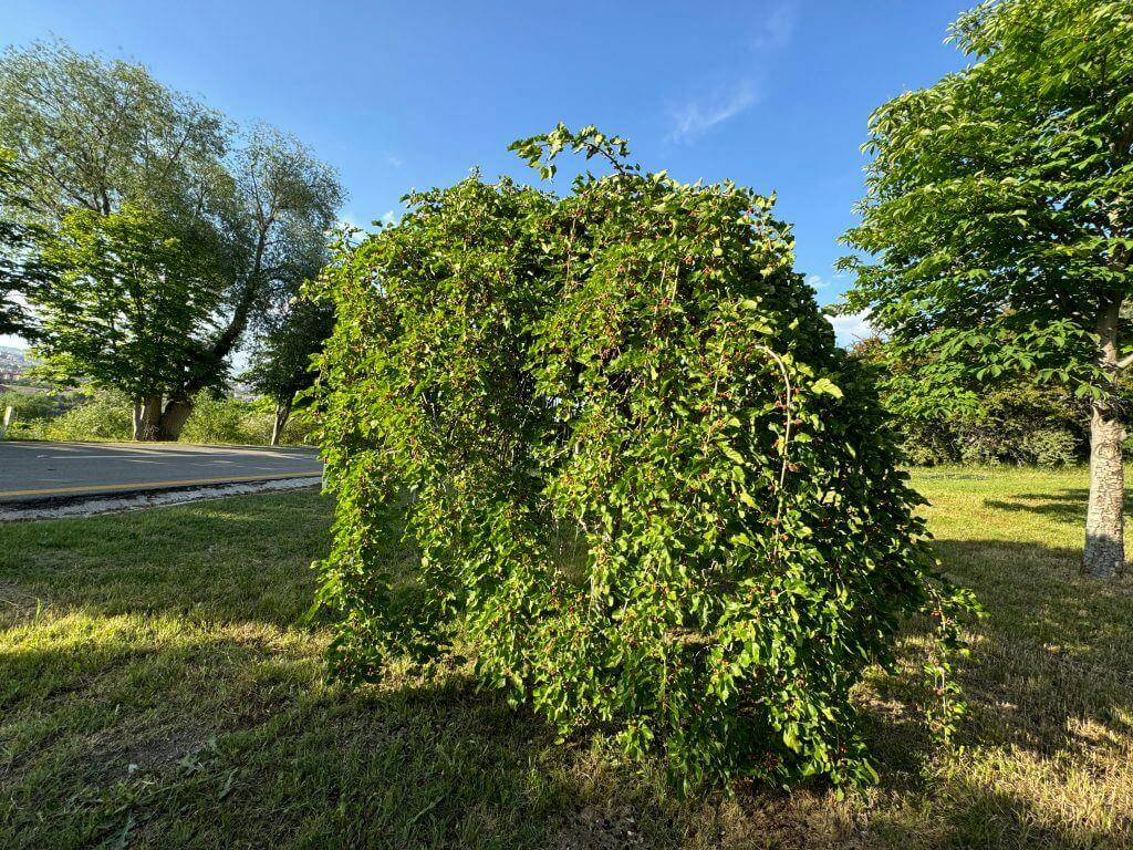 Red-Mulberry-3x4.jpg