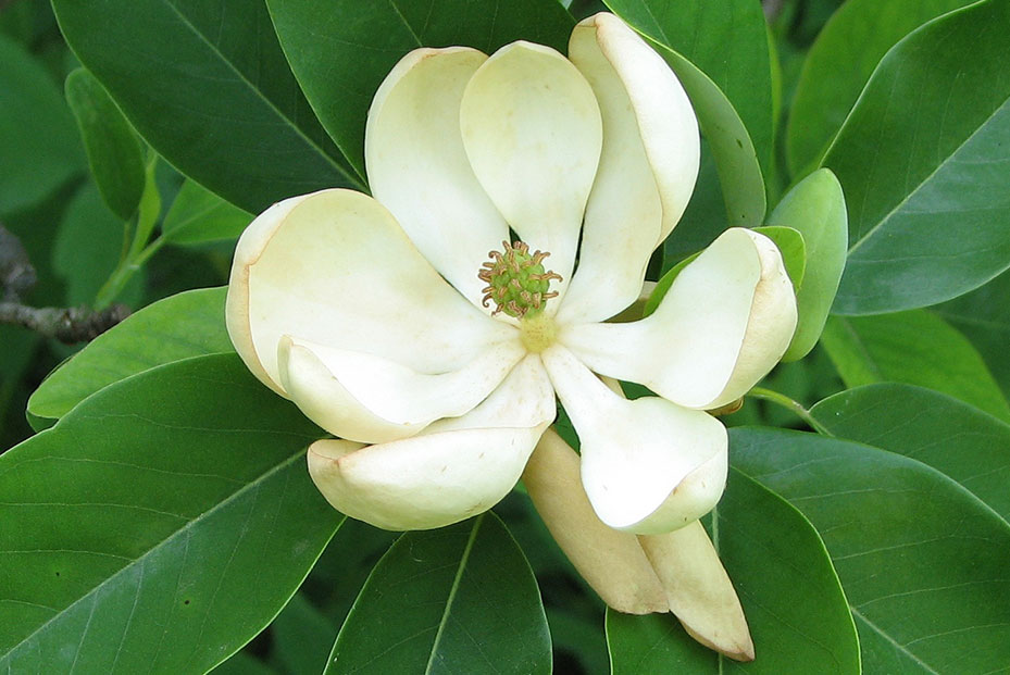 Sweetbay_Magnolia_Magnolia_virginiana_Flower_Closeup_wikix-2.jpg