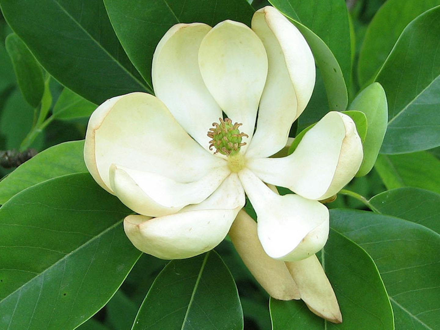Sweetbay_Magnolia_Magnolia_virginiana_Flower_Closeup_wikix-2.jpg