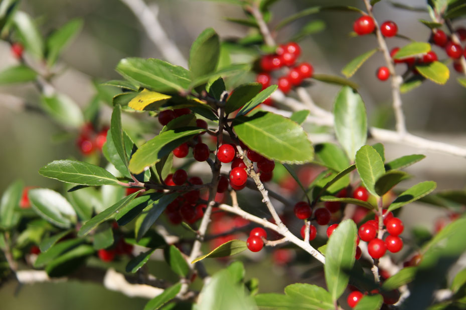 Yaupon-Holly-EPB-Free-Tree-Releaf.jpg
