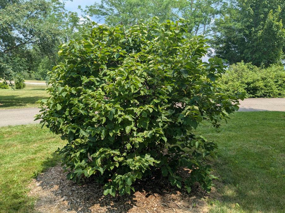 american-hazelnut-3x4.jpg