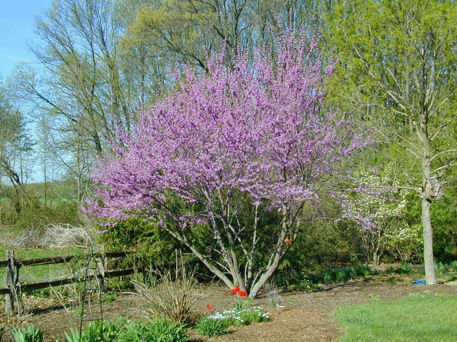 eastern-redbud-3x4.jpg
