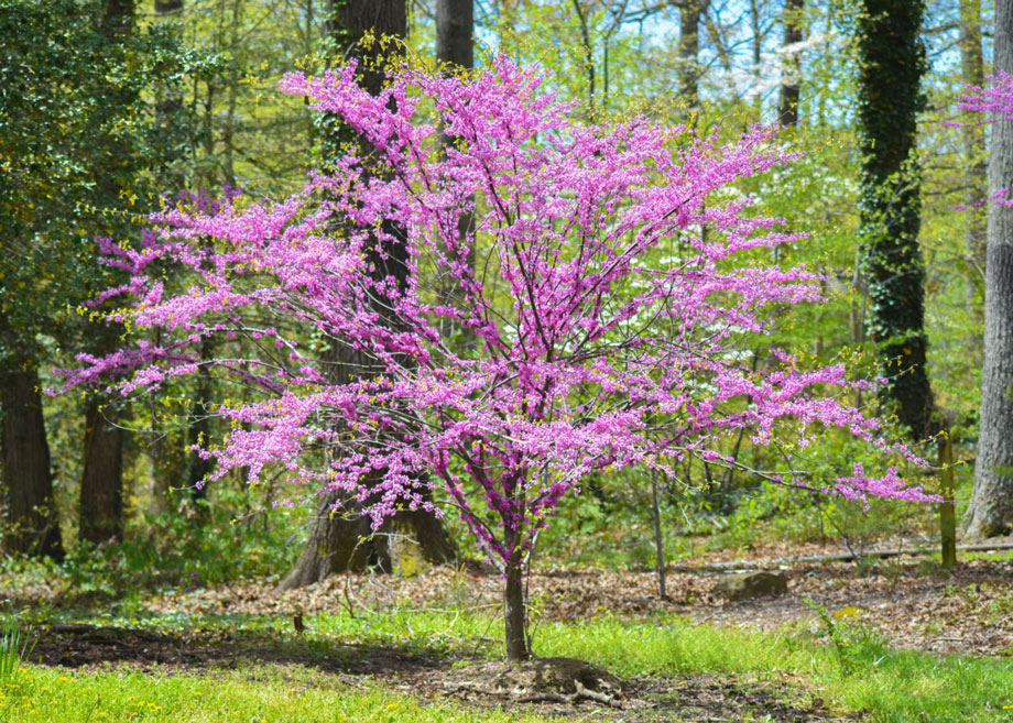 eastern-redbud.jpg
