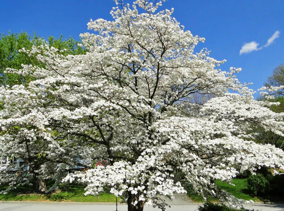 flowering-dogwood-4x3.jpg