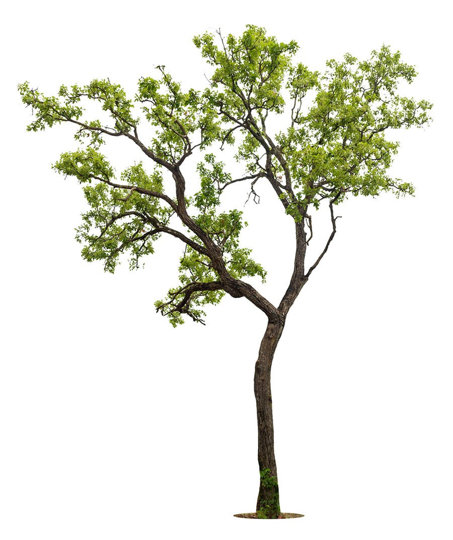 free-tree-benefits.jpg
