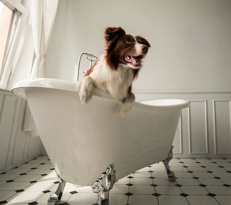 A white and brown border collie dog sits in a white clawfoot bathtub in a white bathroom.