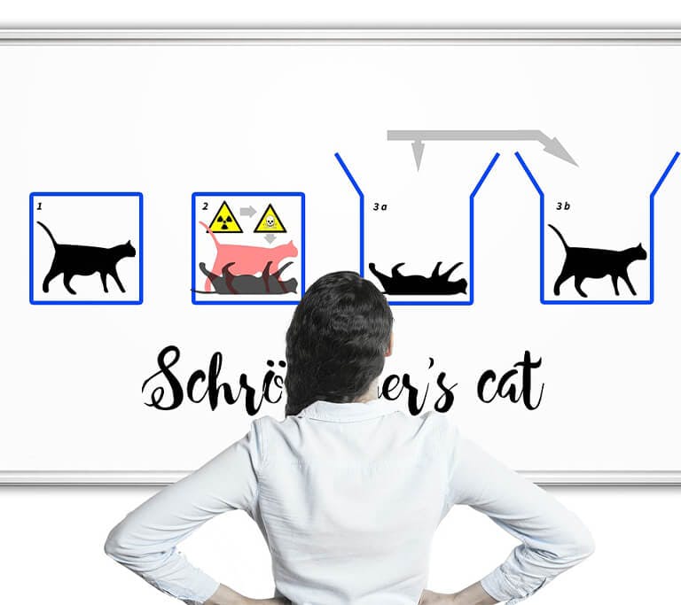 person looks at boar about schrodinger's cat