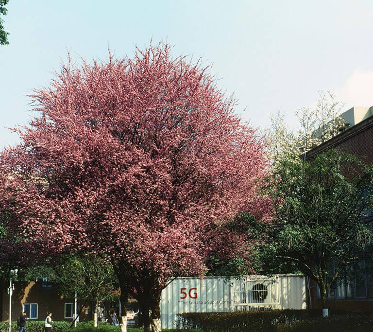 A large tree covered in pink blossoms stands in front of a white trailer or container labeled “5G” in red letters, surrounded by green trees and buildings under a clear blue sky.