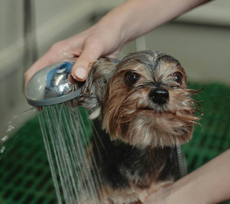 Close-up of a person bathing a wet, grimmacing yorkshire terrier over a green drain.