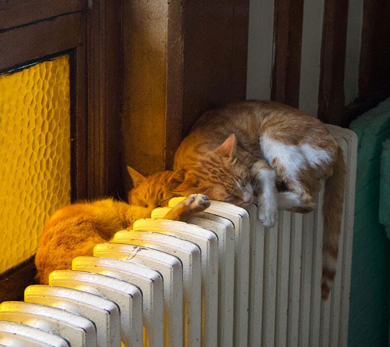 Two orange kitties enjoy energy-efficient, radiant heat while sleeping on top of a radiator.