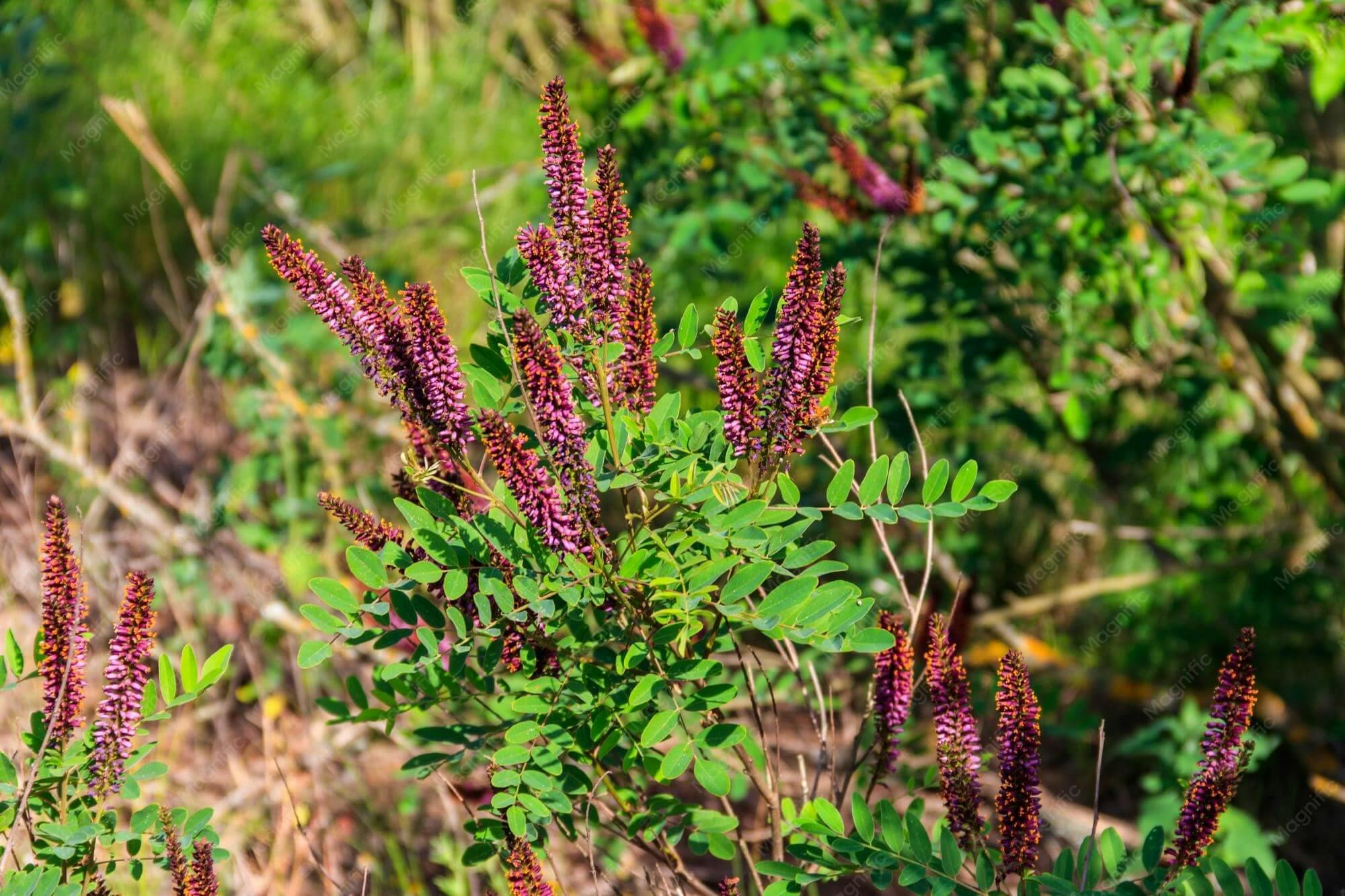 indigo-plant-3x4.jpg