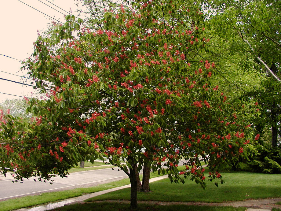 red-buckeye-4x3.jpg