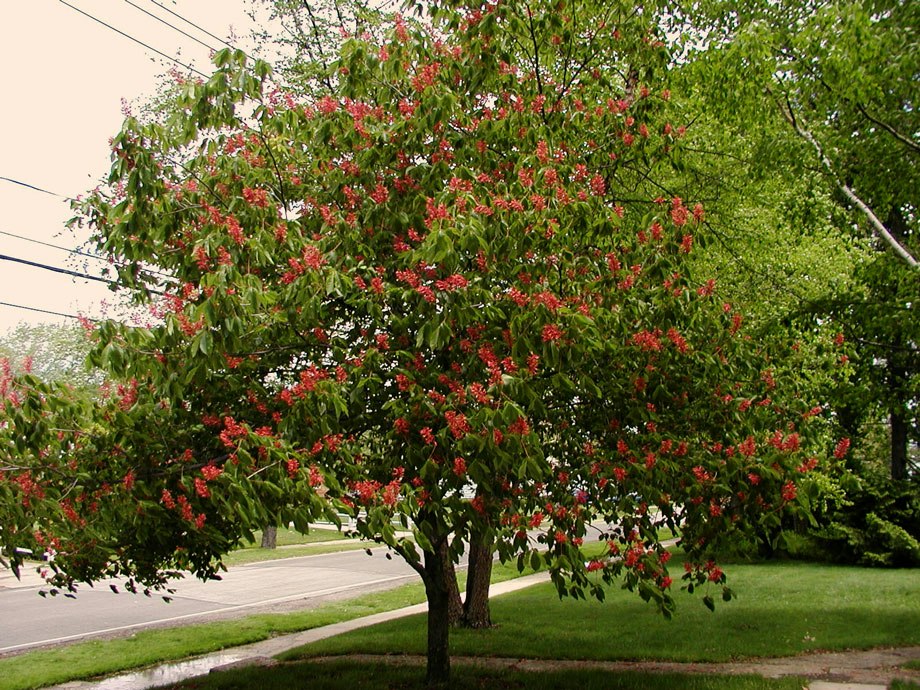 thumbnail image 2 of Live Dwarf Red Buckeye Tree - 9-11" Tall In Container - Includes Free Orange Tree! 2 of 5