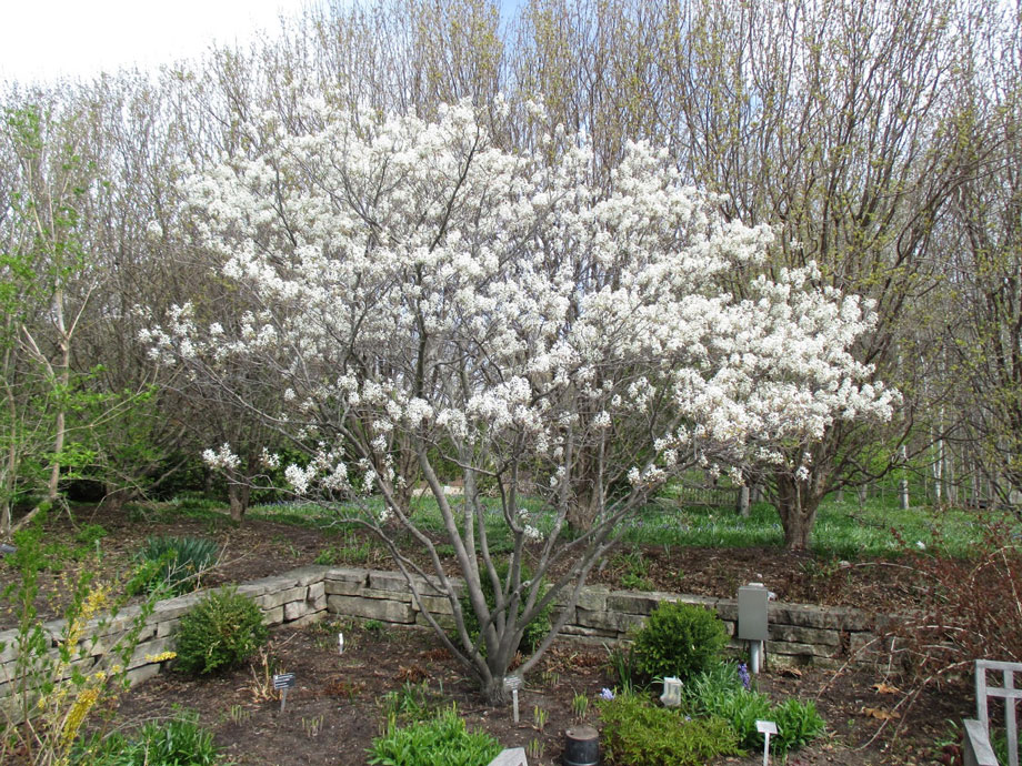 serviceberry-shadblow-4x3.jpg