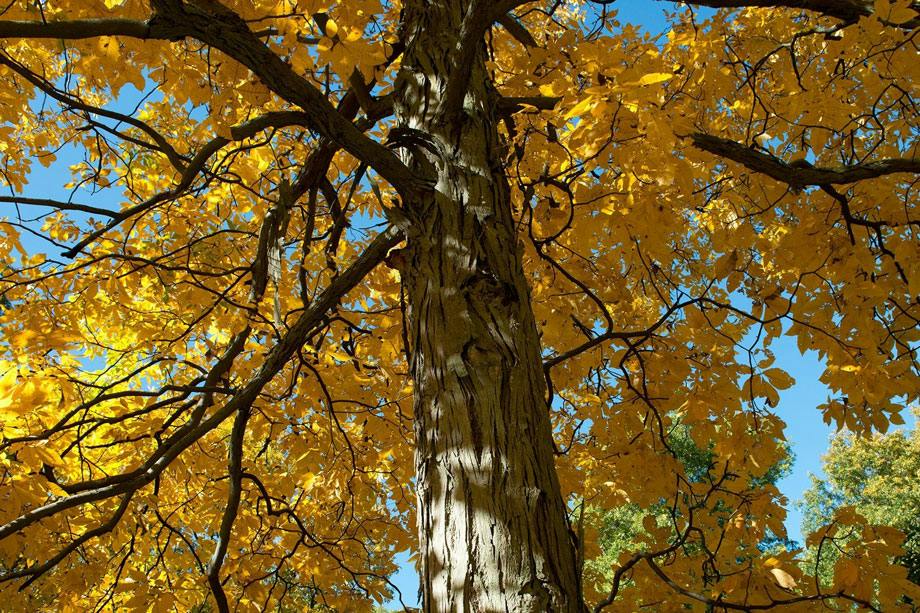 shagbark-hickory-3x4.jpg