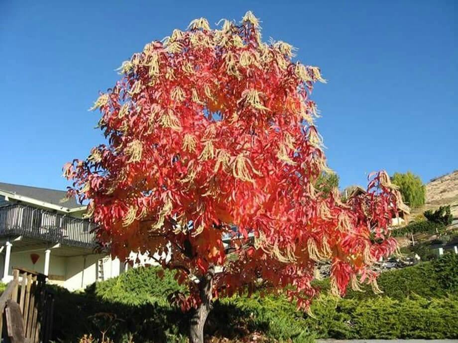 sourwood-3x4.jpg