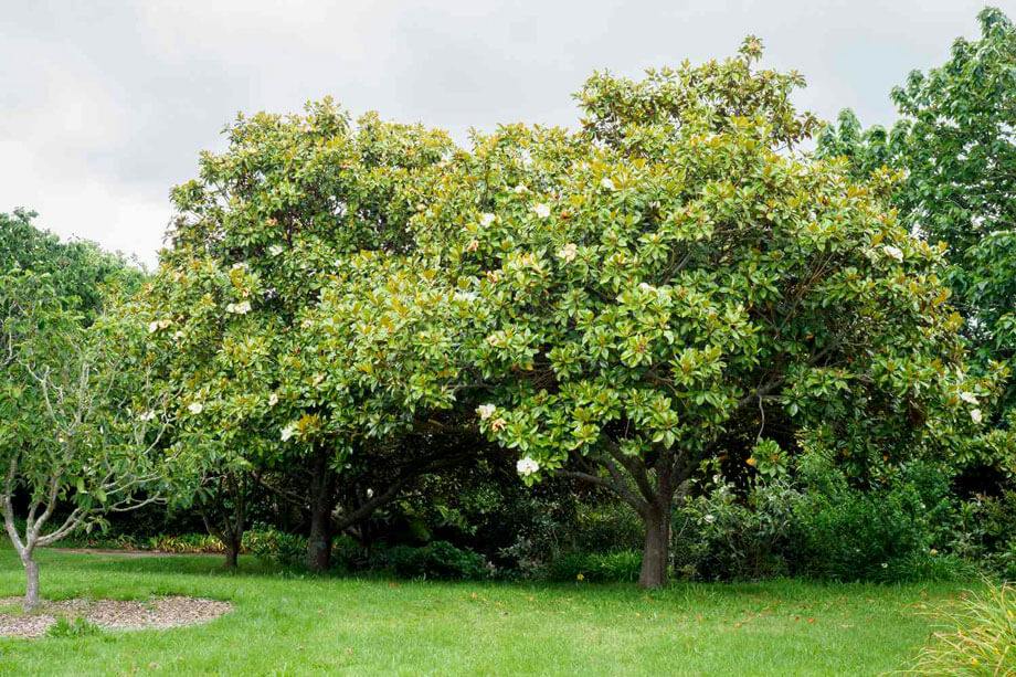 southern-magnolia-3x4.jpg