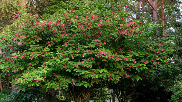 sweetshrub.jpg