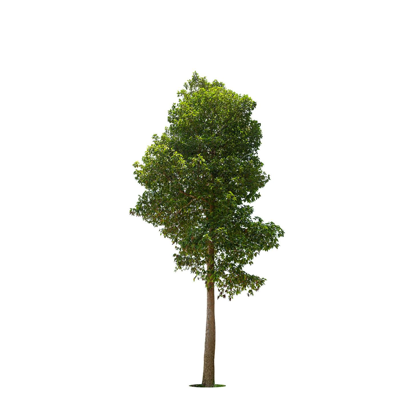 Looking for nonallergenic, medium-sized trees – Press Telegram