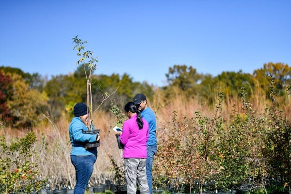 benefits of planting trees