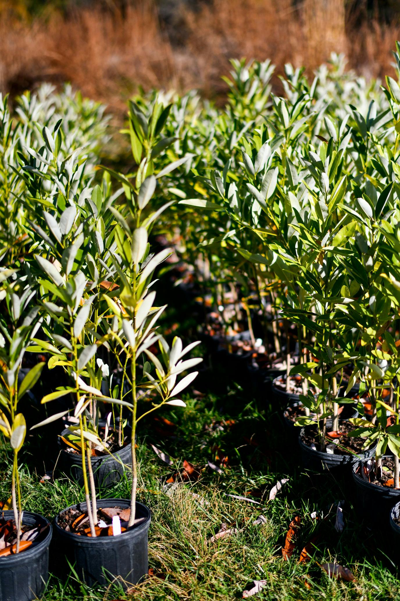 free tree releaf chattanooga