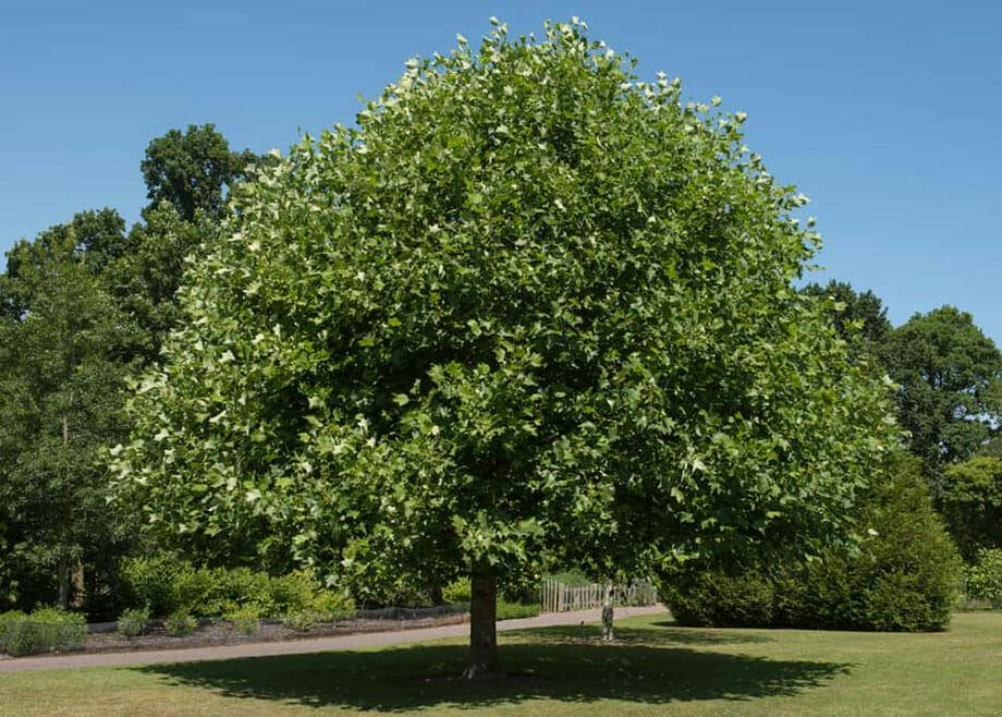 tulip-poplar-3x4.jpg