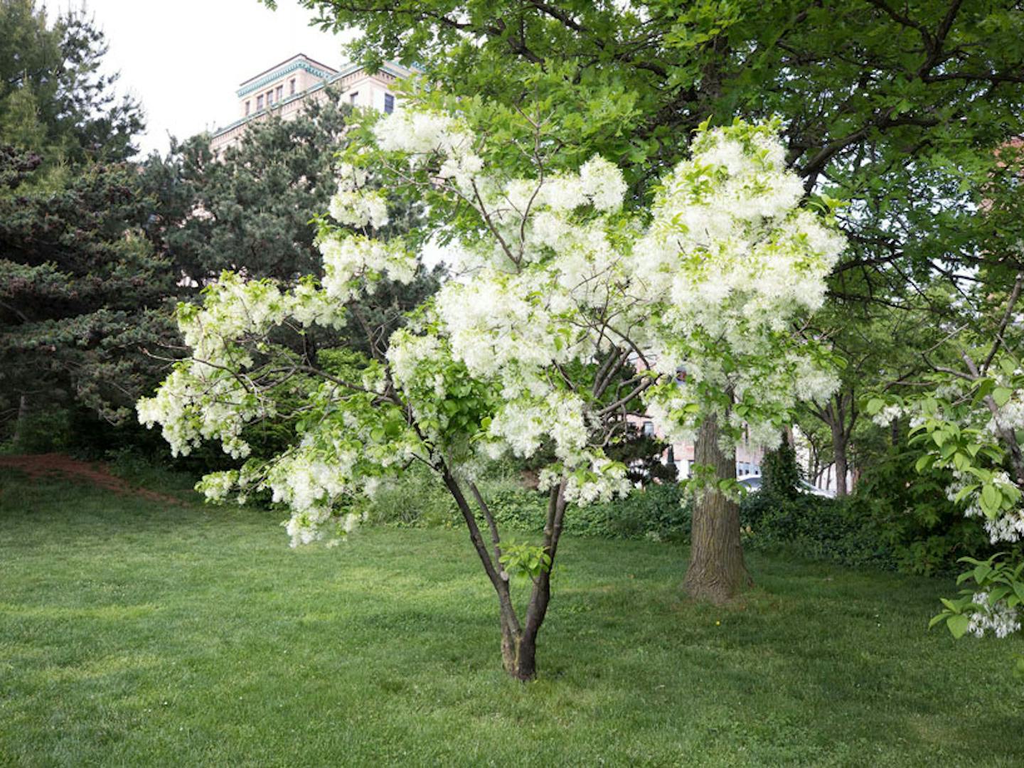 white-fringetree-4x3.jpg