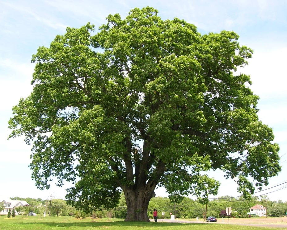 white-oak.jpg